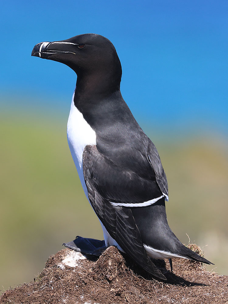 razorbill
